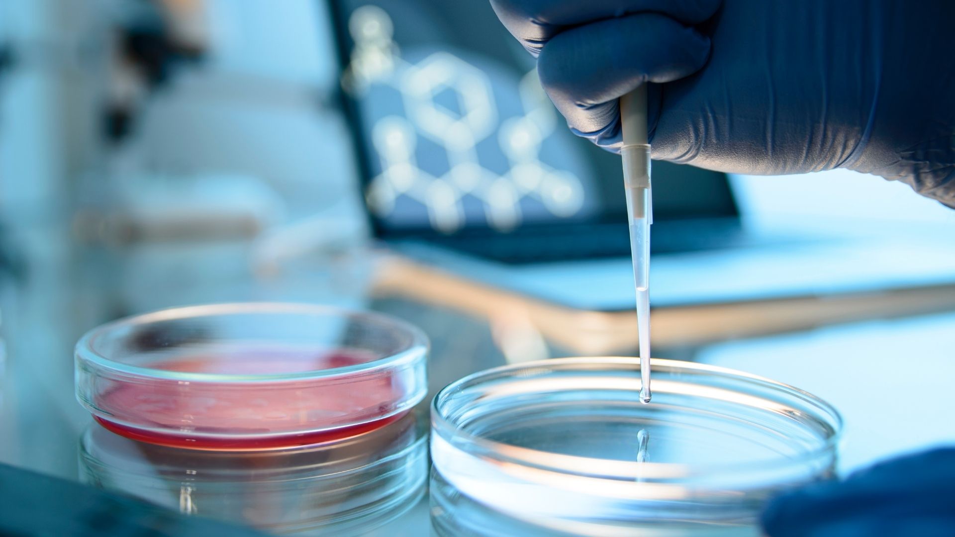 Scientist testing data in petri dishes